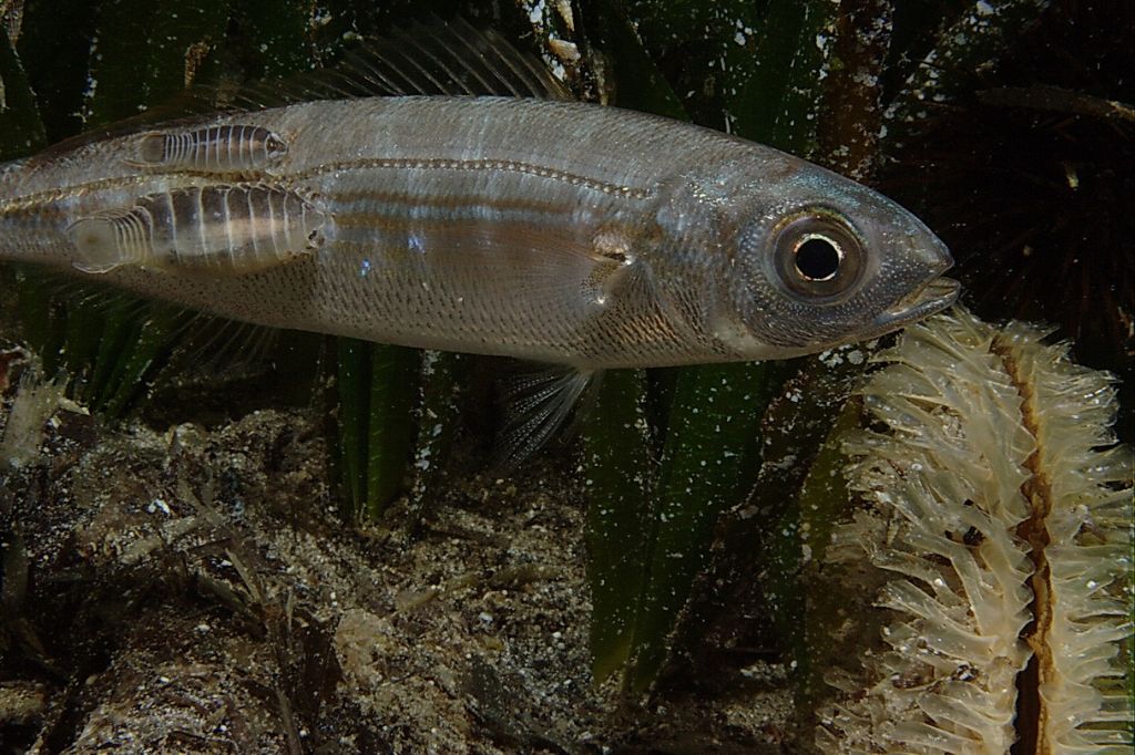 Anilocra cf. physodes